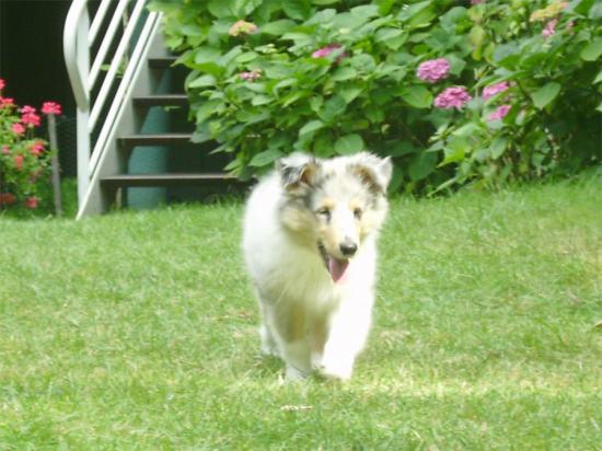 Un nouvel élève arrive, un BB colley